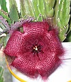 цветок кактуса